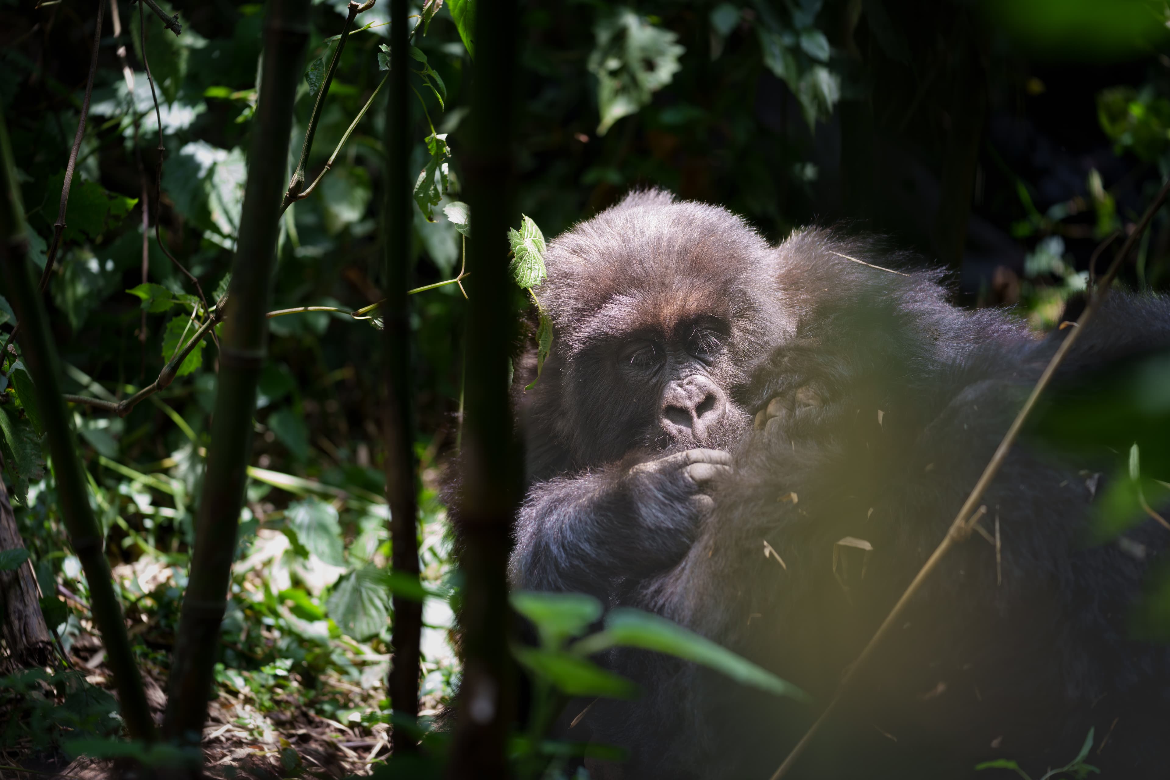 Rwanda Gorilla Safaris