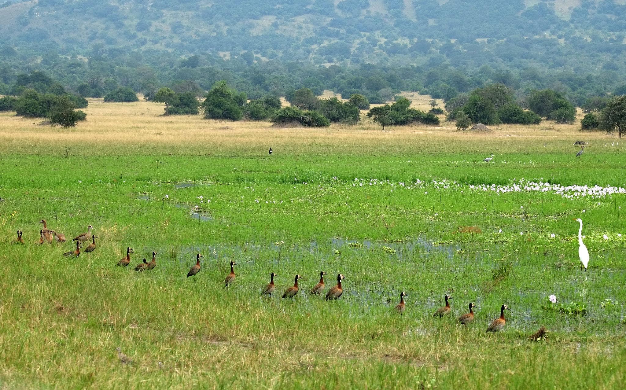 Akagera Wetlands - Akagera National Park