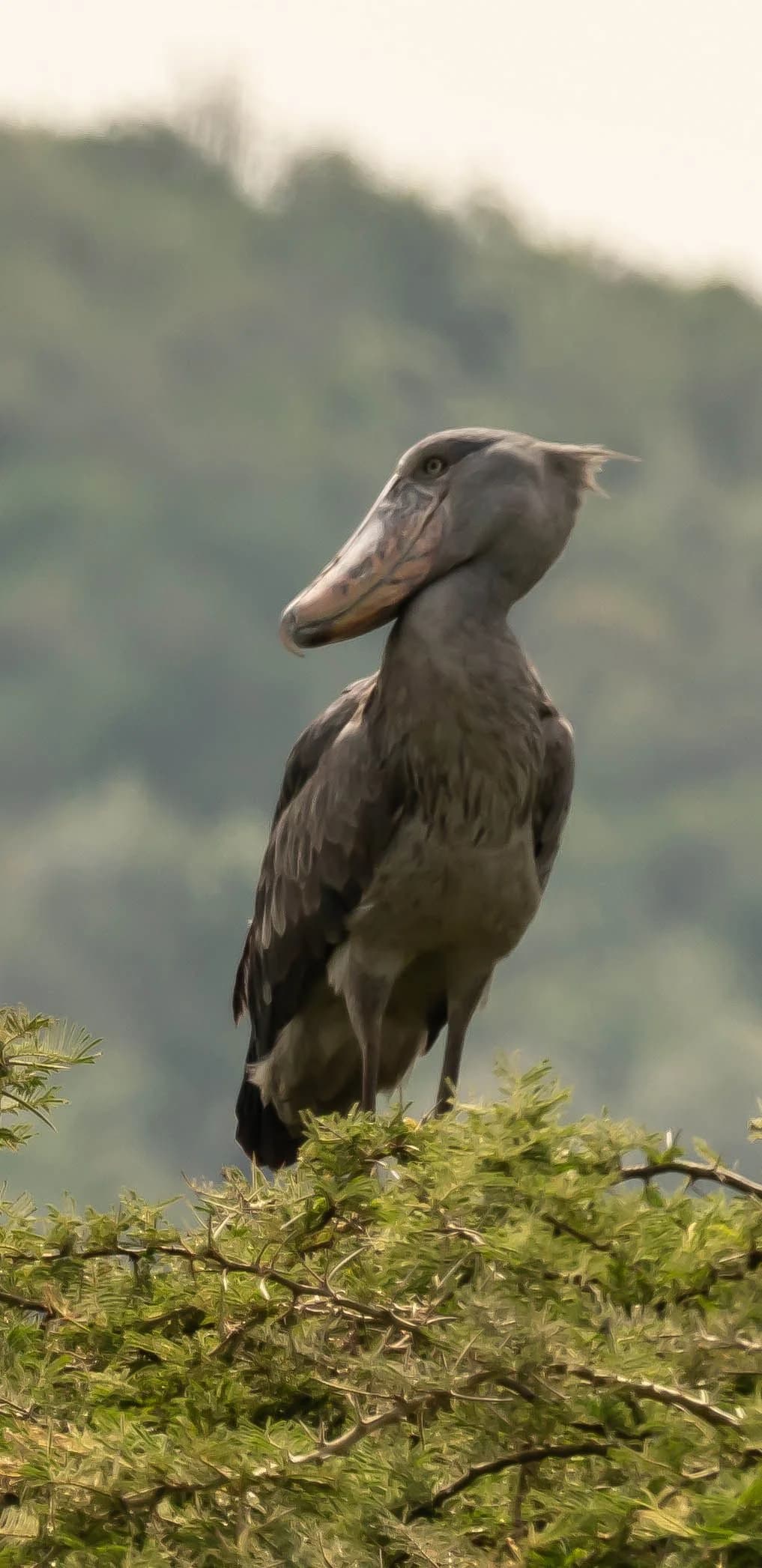 Akagera Wetlands - Photo 1