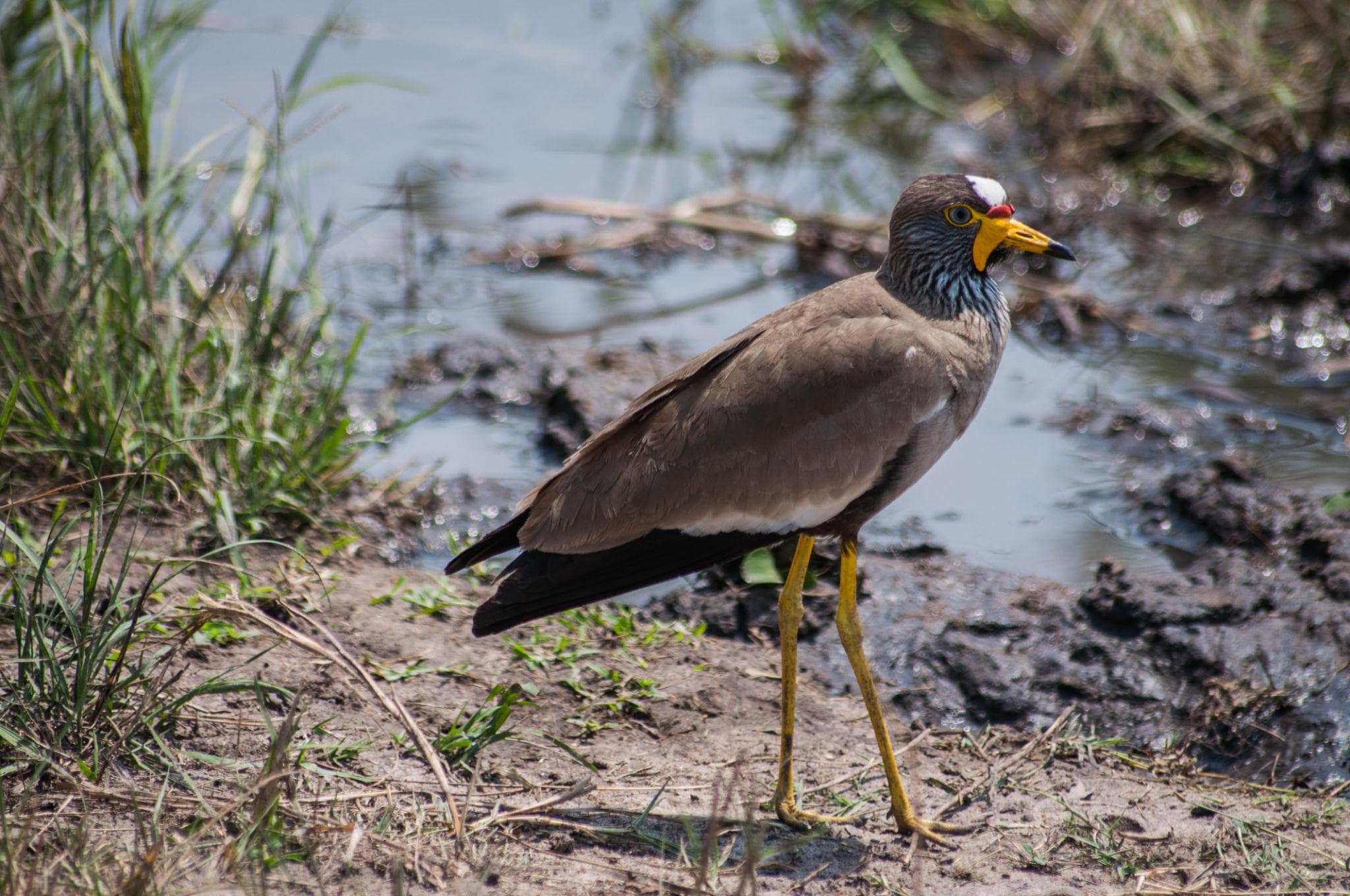 Bird species in Akagera