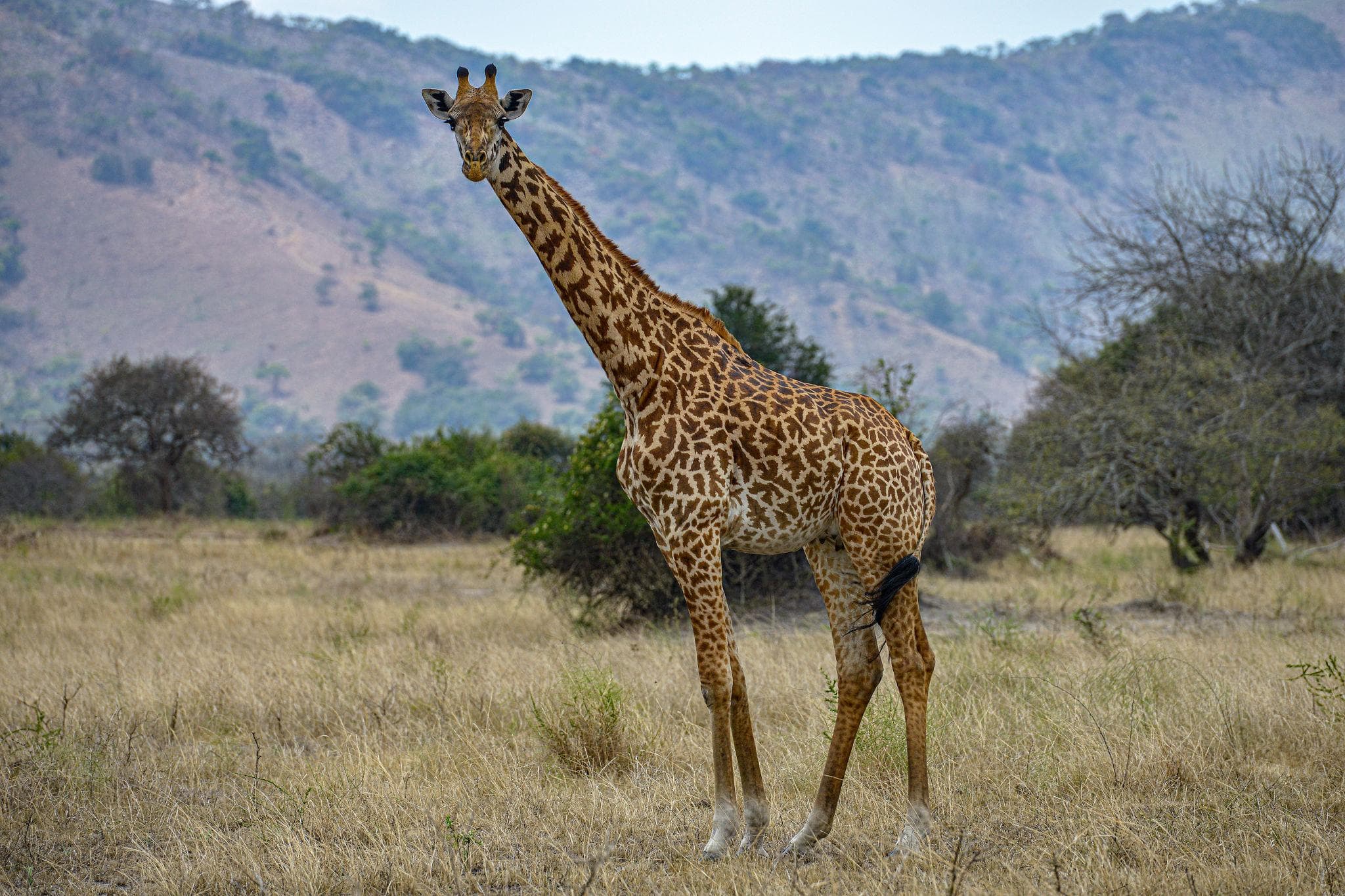 Giraffe viewing on game drive