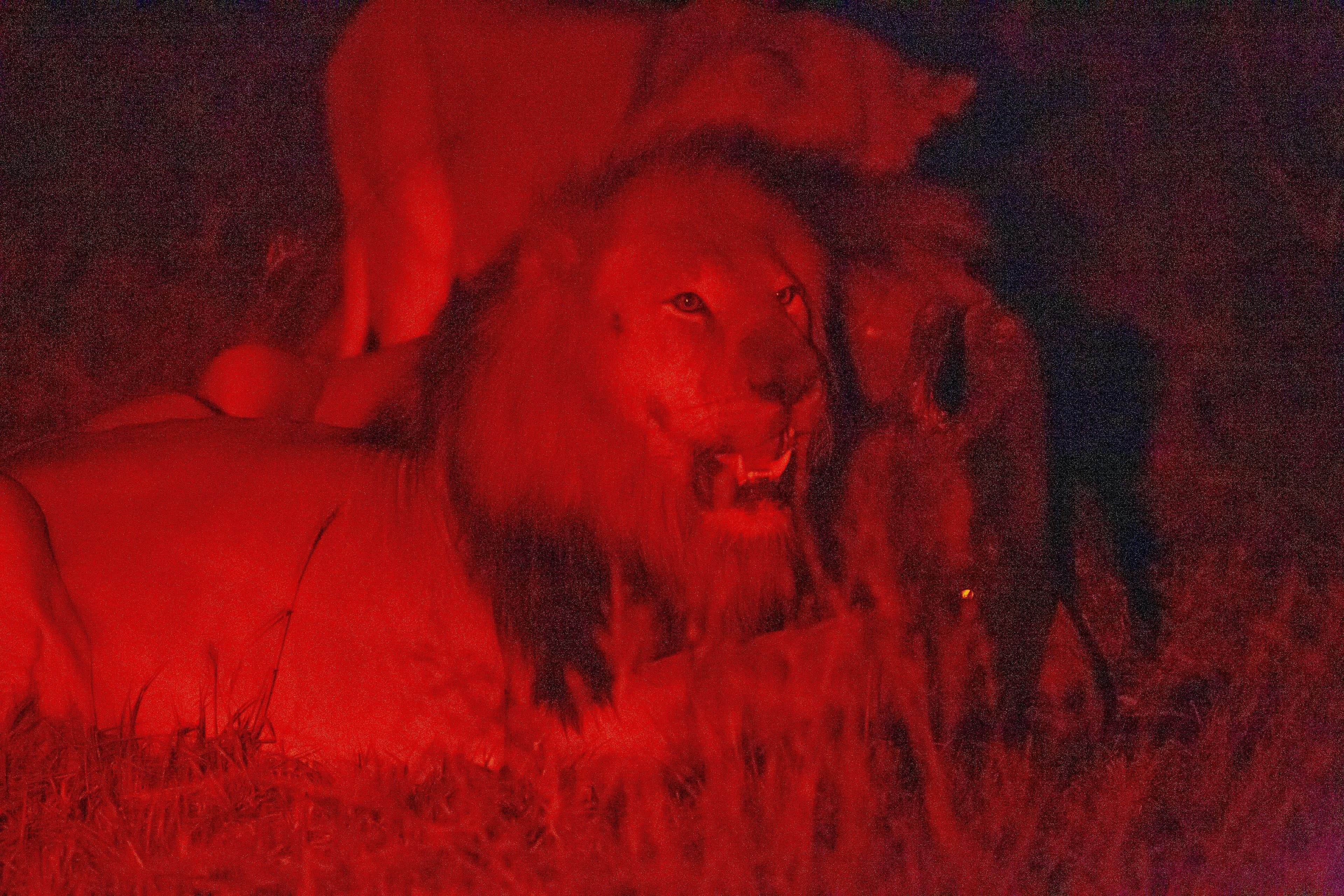 Night safari in Akagera