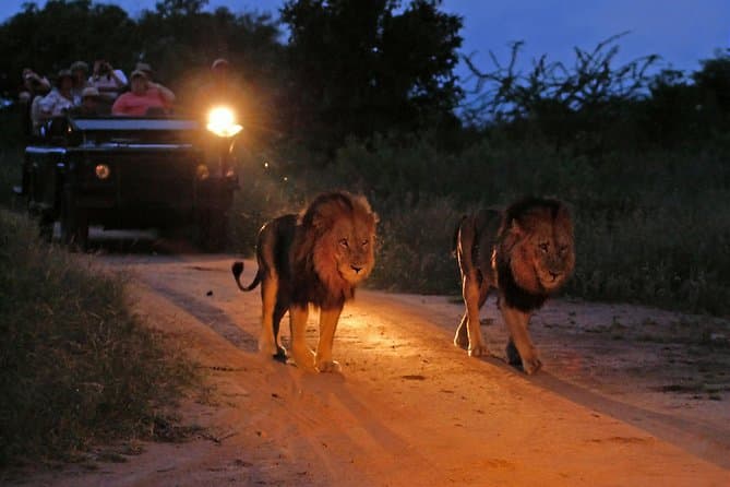 Nighttime game drive