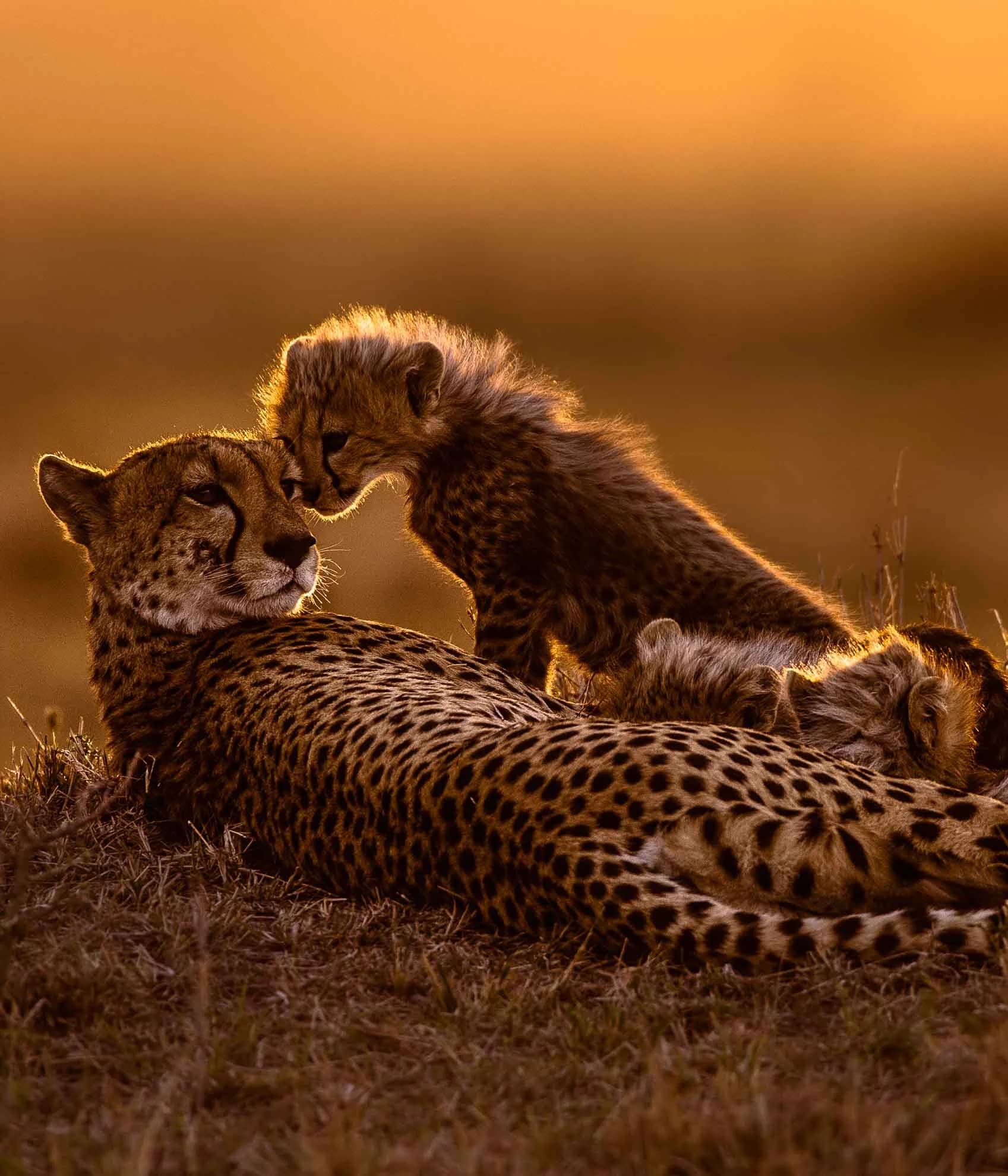 Wildlife photography tour