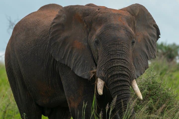 Elephant family crossing the savannah
