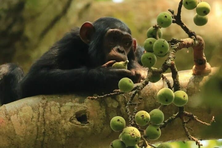 Primates in Akagera National Park