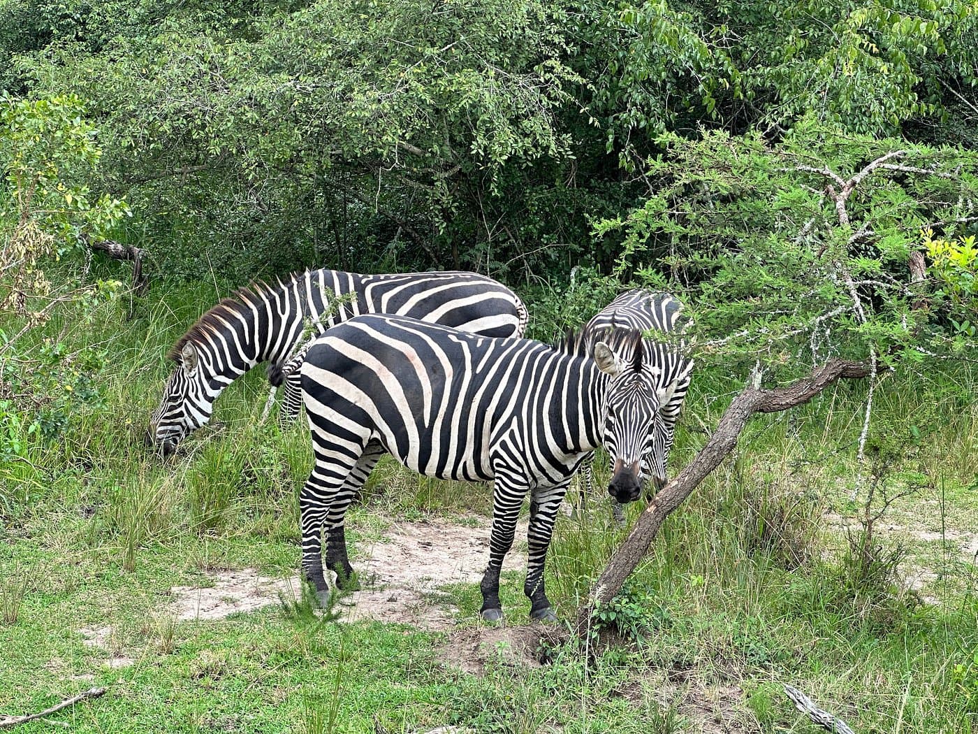Zebras in Akagera National Park