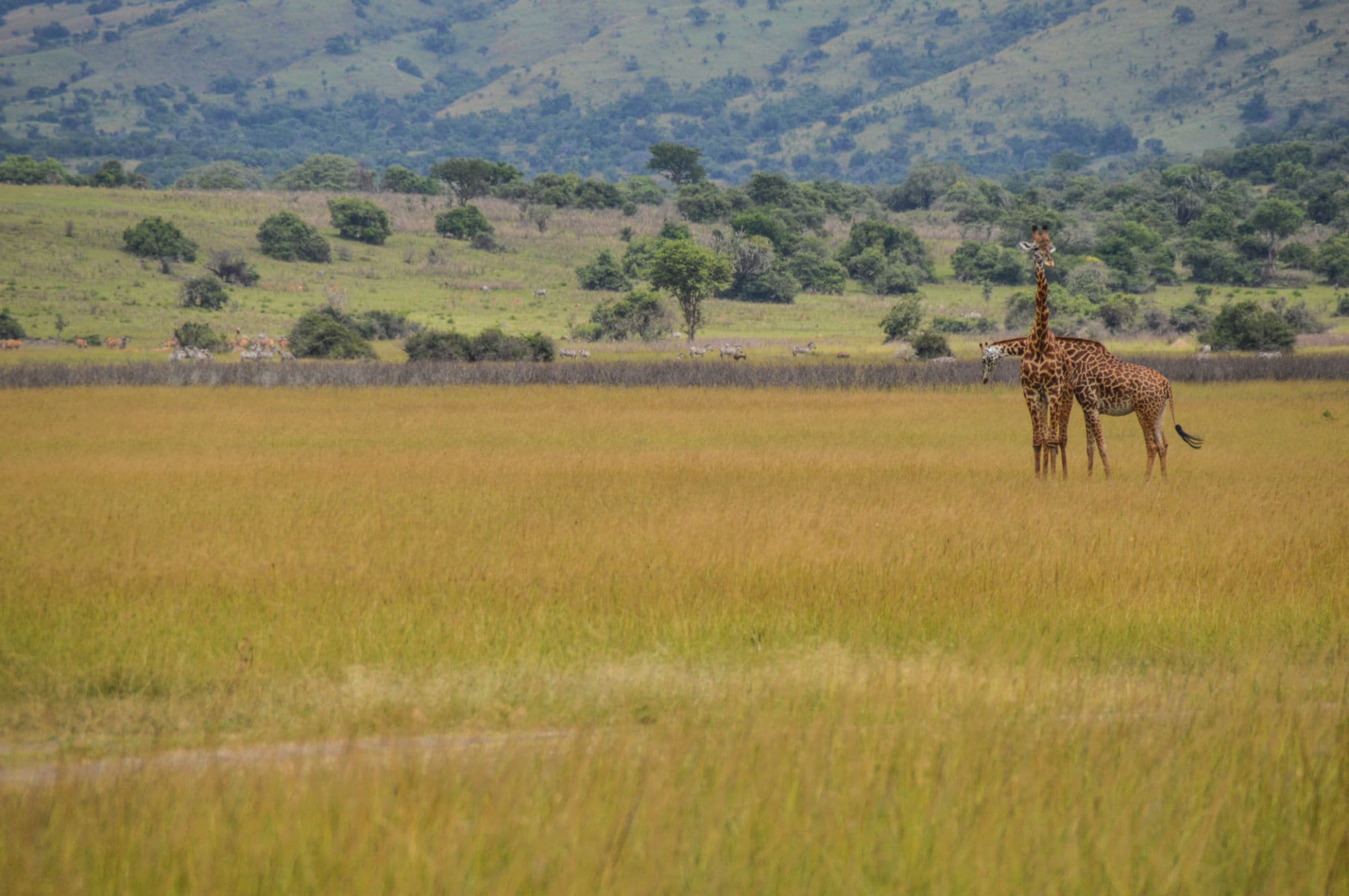 1 Day Akagera Safari