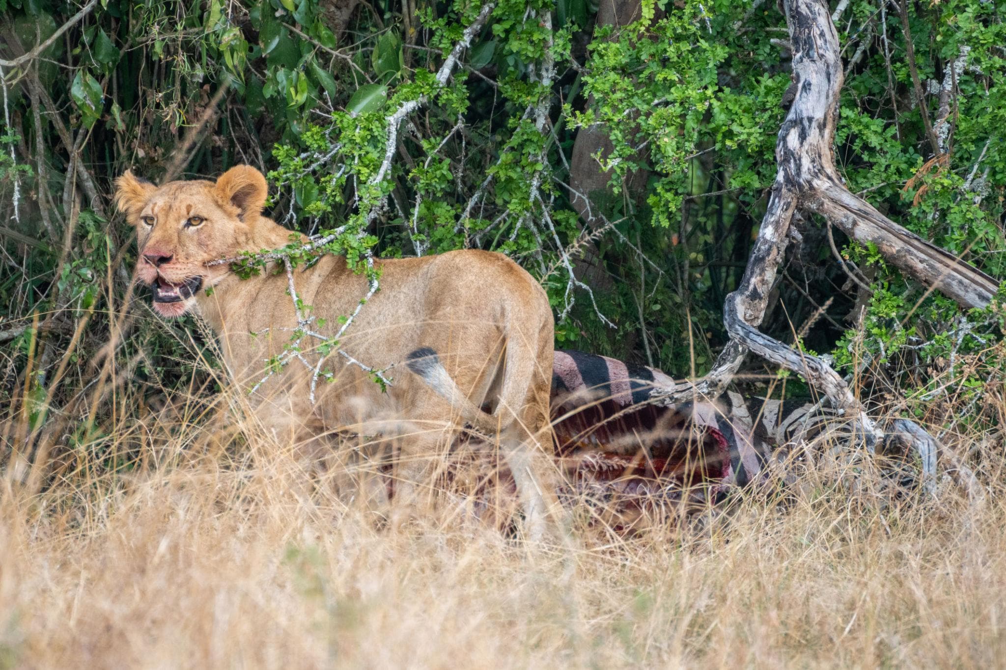 Leopards in Akagera National Park