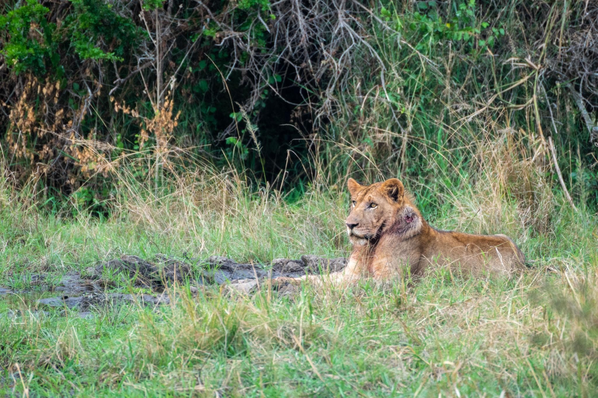 African Lions in Akagera National Park