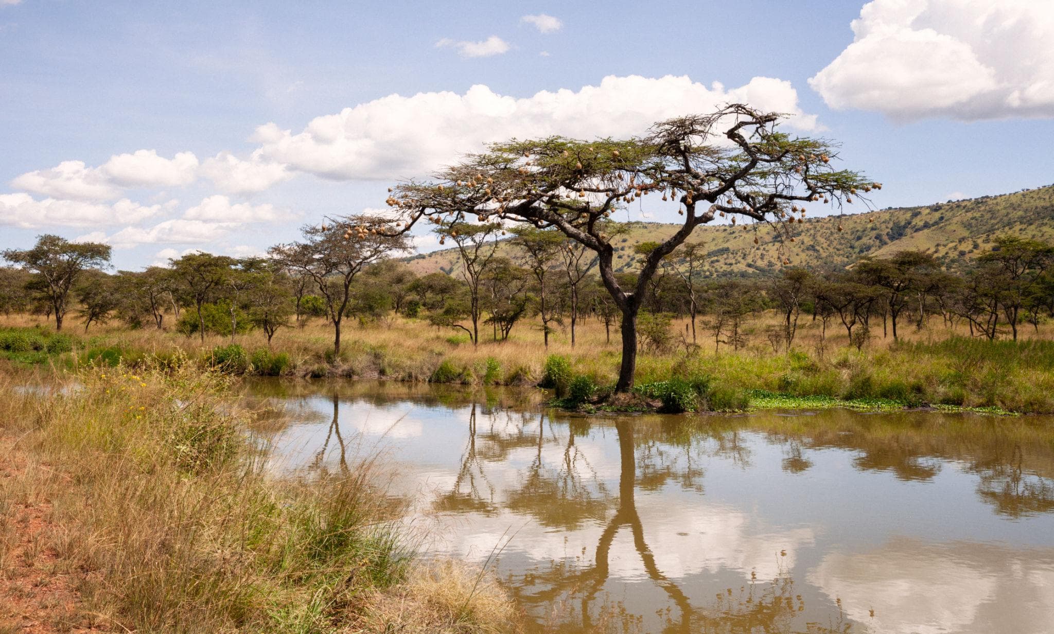 Wildlife Safari Experience in Akagera National Park