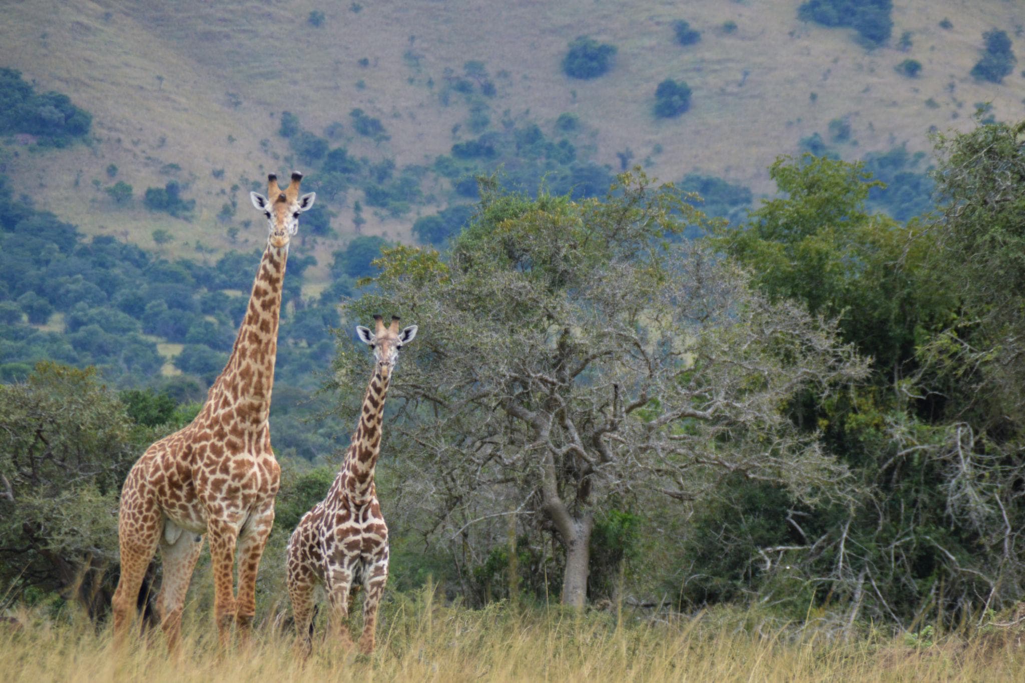 Explore the Wild Heart of Rwanda — Akagera National Park